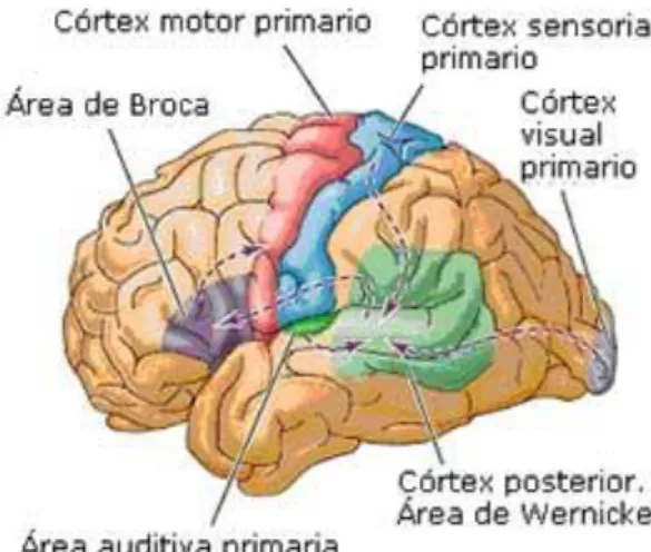 Figura 1  Área de Wernicke (retirado de  Rudolph Shaffer, 2004, p. 309)