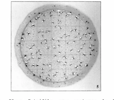 Figura 6. Placa Petrifilm para contagem de E.calí, contendo 213 colônias de coliformes e 114 de E.calí.