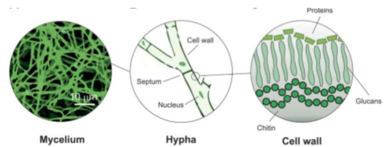 Figura 2.3 – Representação esquemática da fisiologia do micélio  em diferentes escalas [23] 