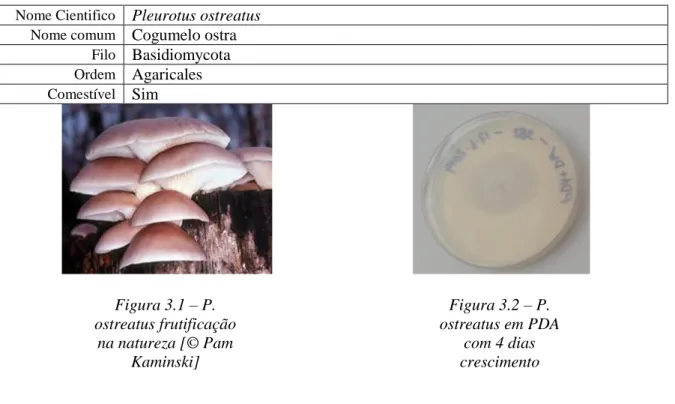 Tabela 3.1 – Caracterização Biológica da espécie Pleurotus  ostreatus 