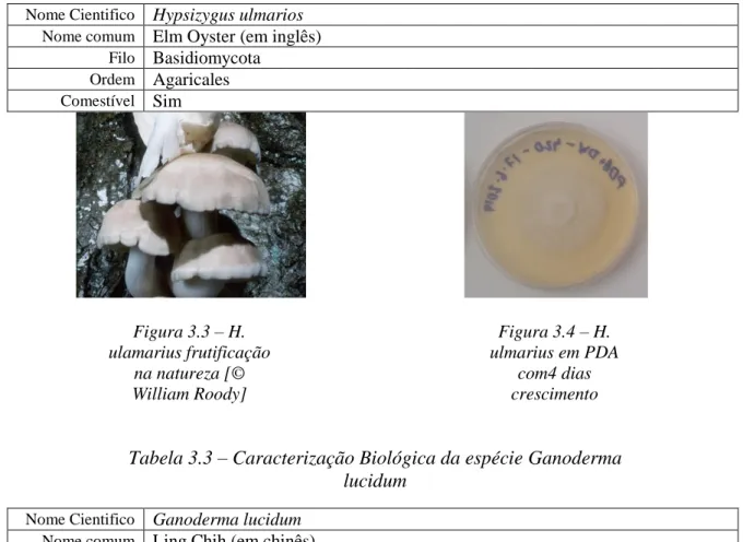 Tabela 3.2 – Caracterização Biológica da espécie Hypsizygus  ulmarios 
