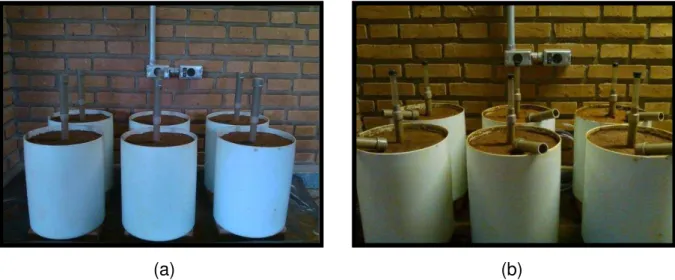 Figura 1 - Amostras de solo acondicionadas em vasos de PVC com capacidade para 20 litros (a) e  extratores de cápsula cerâmica instalados para obtenção da solução do solo (b) 