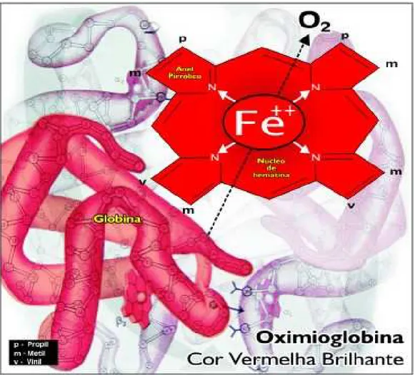 Figura 2: Pigmento heme em sua forma oximioglobina, com o átomo de ferro reduzido (Fe 2+ ) e ligado ao oxigênio, gerando cor vermelha viva