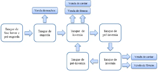 Figura 3.1- Esquema do ciclo de produção para prodição de caviar com 6 desovas. 