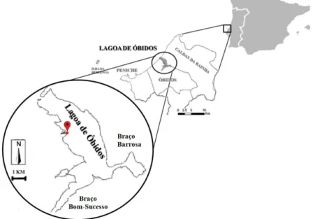 Figura  2.1  –  Localização  da  Lagoa  de  Óbidos  onde foram  recolhidos  os  berbigões,  Cerastoderma  edule