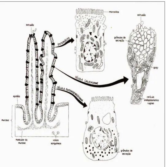 Figura 2. Esquema geral das células epiteliais de um vilo intestinal.  