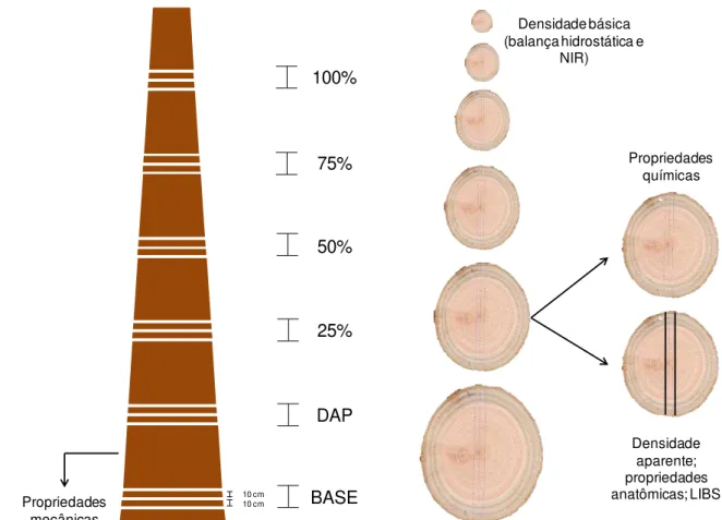 Figura 6  –  Esquema da amostragem do lenho das árvores de eucalipto para a realização das análises  anatômicas, físico-mecânicas e químicas 