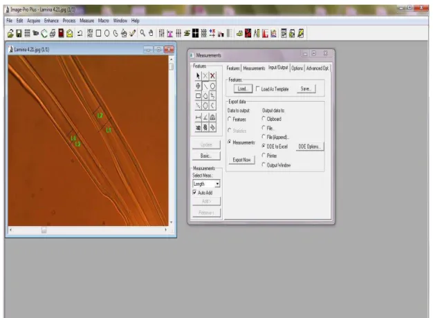 Figura 12 - Avaliação da espessura e diâmetro do lume das fibras do lenho através do software Image  Pro Plus 