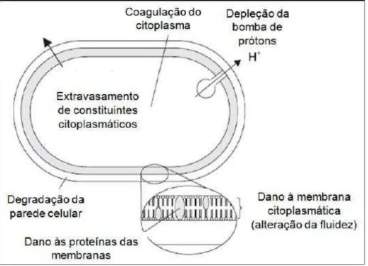 Figura  2  -  Mecanis mos  propostos  para  a  ação  antimicrobiana  dos  óleos  essenciais