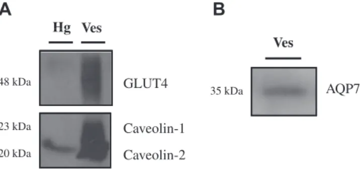 Fig. 3 shows the water and glycerol permeability coefficients ob- 293 tained at 23 "C for the various membrane preparations (for each 294 group, n = 8)