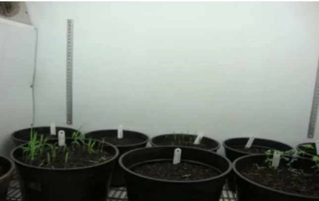 Figura 1 – Plantas daninhas em fase de germinação, mantidas em câmaras de crescimento Conviron ®  sob ambiente controlado, com temperatura constante de 27 o C e fotoperíodo de 12 h 