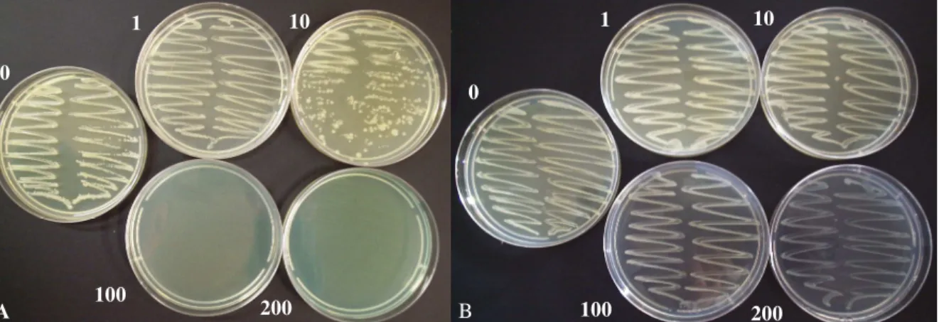 Figura 6 – Efeito de casugamicina (A) e oxicloreto de cobre (B), em diferentes doses (0, 1, 10,  100 e 200 ug/L), sobre o crescimento do isolado A 3