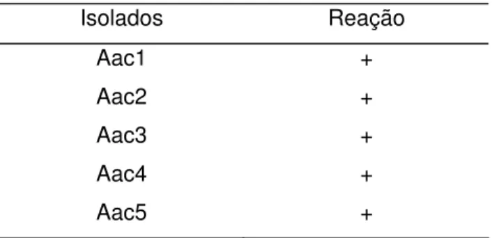 Tabela 2 - Teste de ELISA para confirmação da identidade dos isolados de Aac  Isolados Reação  Aac1 +  Aac2 +  Aac3 +  Aac4 +  Aac5 +  (+) = resultado positivo 