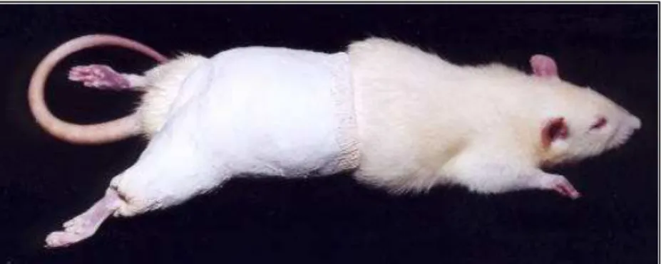 FIGURA 1 – Rato com o membro posterior direito imobilizado pelo aparelho gessado 