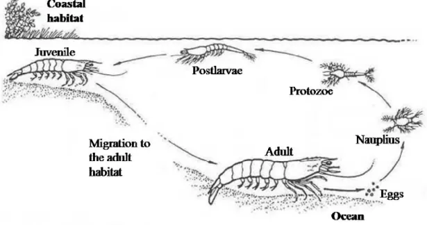 Figure 2. General penaeid shrimp life cycle (adapted from King 1995). 