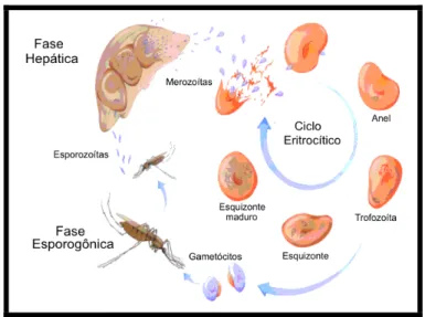 Figura 1. Ciclo de vida do Plasmodium falciparum  