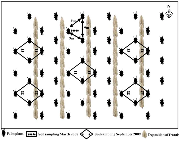 Figure 3 -  Experimental design to soil sampling in oil palm plantations at Agropalma farm  located in - Para State, Amazon region, Brazil 