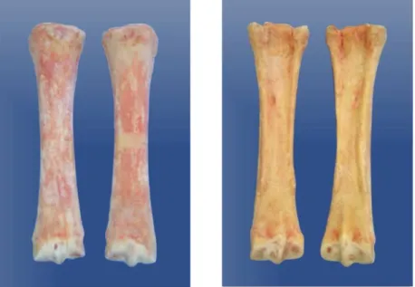 Figura 1 -  Ossos terceiro metacarpianos de eqüino dissecados, vistas dorsal e  palmar 