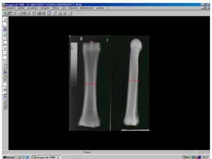 Figura 9 -  Visualização do programa ImageLab ®  mostrando a região média do  comprimento do osso terceiro metacarpiano, nas duas projeções,  determinada com o uso da ferramenta “régua” 