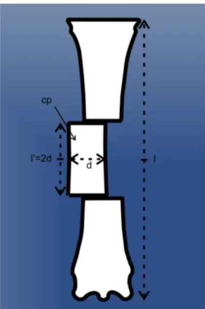 Figura 12 -  Esquema dos cortes e obtenção dos corpos de prova da diáfise dos  ossos terceiro metacarpiano para os ensaios biomecânicos de  compressão