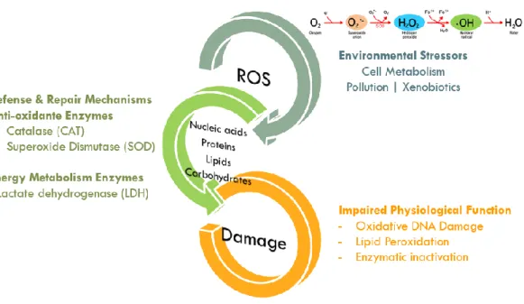 Figure  1.6  –  Oxidative  stress  cascade.  Reactive  oxygen  species,  produced  in  the  presence  of  environmental stress, activate the sub-cellular defence and repair mechanisms, which prevent the  damage  of  nucleic  acids,  proteins,  lipids  and 