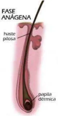 Figura 2.2.  Desenho esquemático da fase anágena de crescimento do fio de cabelo  ( MERK SHARP&amp; DOHME) 