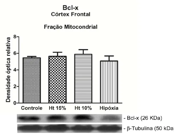 Figura 9. Western blot representativo da expressão de proteína anti-apoptótica Bcl- Bcl-x na fração mitocondrial de córteBcl-x frontal nos grupos controle, Ht 15%, Ht 10% e  hipóxia-hipóxica
