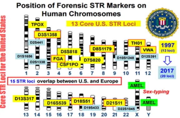 Figura 2: Posição de marcadores STR nos cromossomos humanos.  Copidado de Butler,  2015