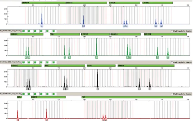 Figura 3: Perfil alélico do DNA 9947A controle positivo do AmpFℓSTR® Identifiler® PCR  Amplification Kit (Life Technologies, Foster City, CA, USA)