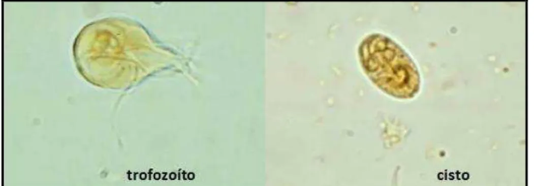 Figura 1- Formas evolutivas do parasita Giardia spp.  