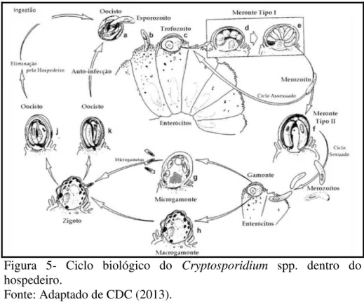 Figura  5-  Ciclo  biológico  do  Cryptosporidium  spp.  dentro  do  hospedeiro. 