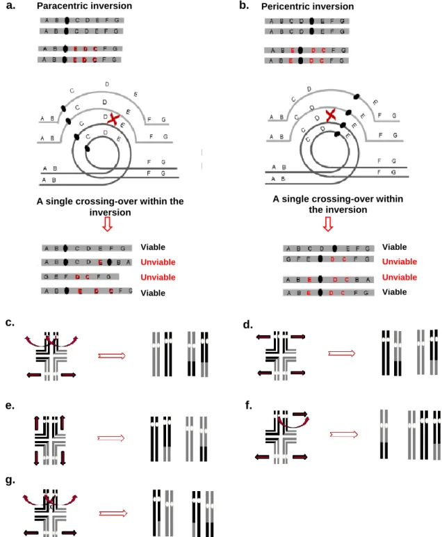Figure  2.  Meiotic  pairings  with  rearranged  chromosomes.  a.  To  undergo  recombination,  an  inverted  chromosome and its homologue form a particular structure