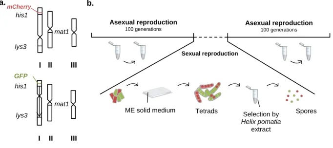 Figure  4.  Strains  and  experimental  set-up.  a.  Genomes  of  the  strains  used  in  the  main  experiment