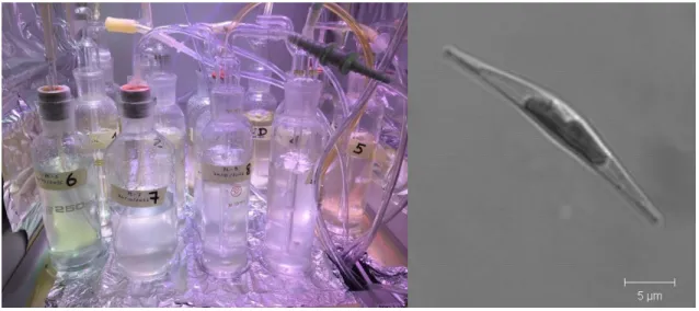 Figure  1.1  –  Phaeodactylum  tricornutum  cell  cultures  (left)  and  fusiform  morphotype  (right)