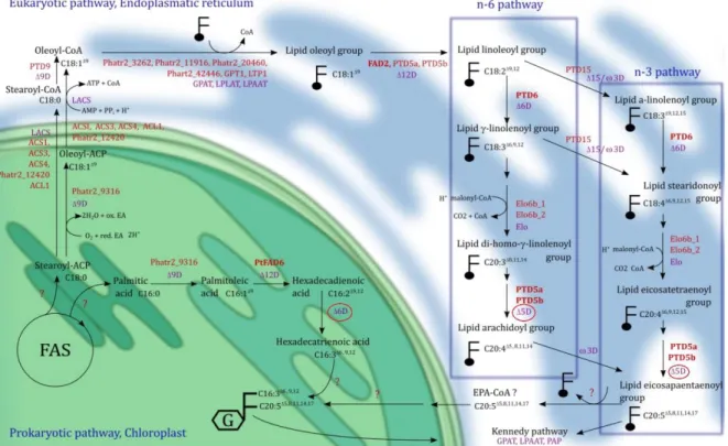 Figure  1.2  –  Overview  of  the  metabolic  fatty  acid  synthesis  pathways  in  P