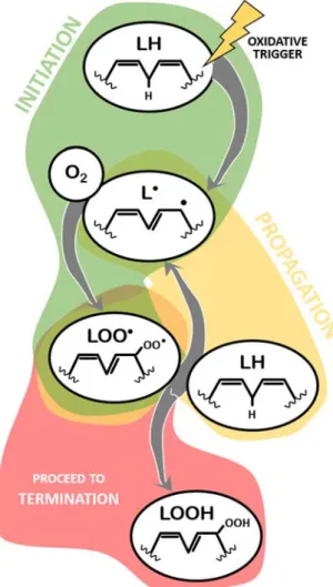Figure 1. Main molecules involved in the initiation and propagation of lipid peroxidation
