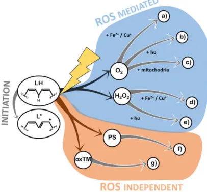 Figure 3. Schematic representation of lipid peroxidation initiators, according to their main features: 