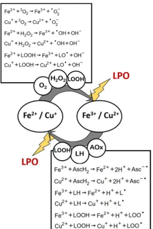 Figure 4. Transition metals (iron and copper) redox recycling and its relevance in lipid peroxidation (LPO)
