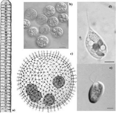 Figure 1  Examples of microalgae diversity: a) Simple filament of Oscillatoria sp.; b) Cells of Prochloron sp
