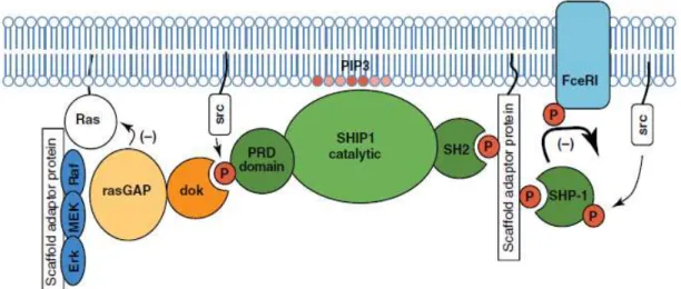 Figura 2. Eventos iniciais da inibição e da ativação dos mastócitos. A SHIP1 regula a  presença de PIP 3  que recruta várias proteínas de sinalização positiva para a membrana  plasmática