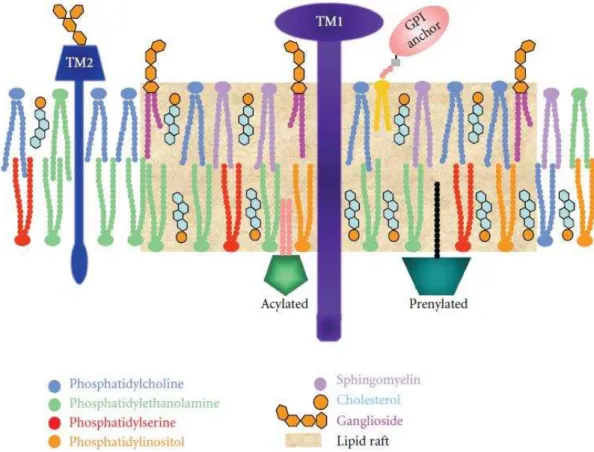Figura 3. Diagrama dos lipid rafts. Os lipid rafts são ricos em colesterol, esfingolipídios  e  gangliosídeos
