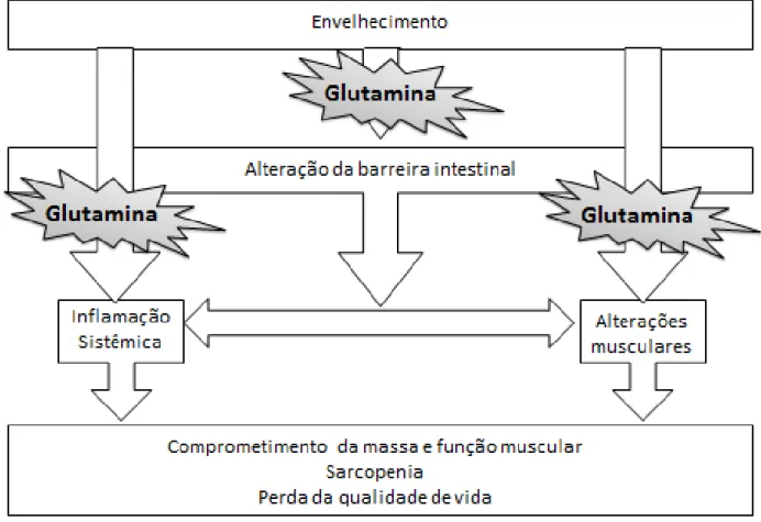 Figura 1  –  Esquema das alterações relacionadas ao envelhecimento, consequências na  massa muscular e intervenção