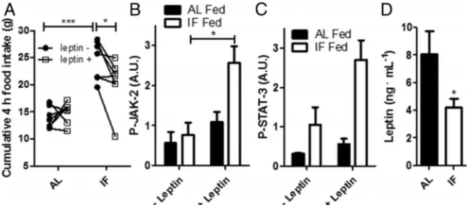 Figure 5. IF, but not AL animals, are leptin-sensitive. A, Spontaneous food intake over 4 hours was measured after 12 hours fasting in AL or IF animals injected with leptin ( 䡺 ) or PBS ( ● ) (n ⫽ 7)