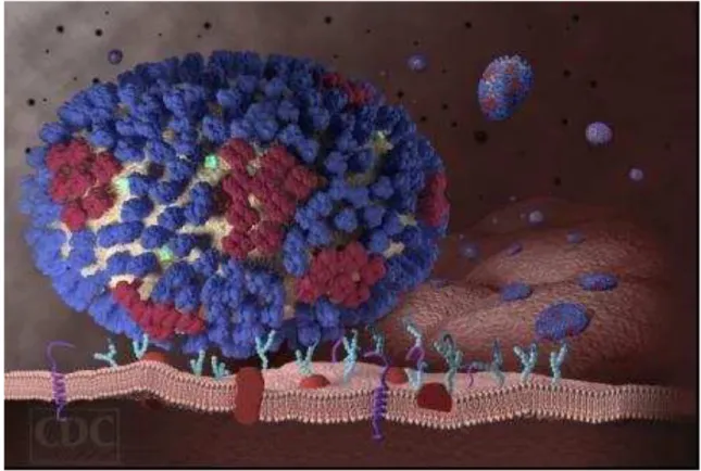 Figura 3. Esquema tridimensional da ligação do vírus influenza à célula hospedeira através da interação  das moléculas de hemaglutinina do vírus (azul escuro) com as moléculas de ácido siálico do hospedeiro  (azul claro)
