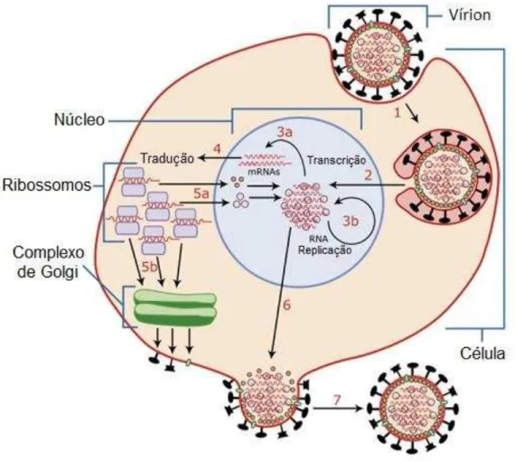 Figura 4. Esquema da replicação do vírus influenza: 1) Ligação da hemaglutinina viral com o ácido siálico  da célula hospedeira e endocitose da partícula viral; 2) Abertura do endossomo e da partícula viral devido  alterações de  pH  no interior  celular  