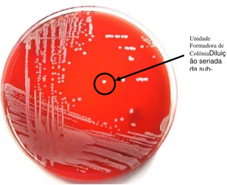 Foto 4 -   Semeadura em placa de Staphylococcus spp. em meio de  cultura de ágar sangue 