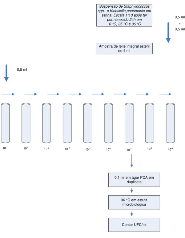 Figura 3 - Diluição da amostra de Staphylococcus spp. + Klebsiella pneumoniae até  10 -9  e plaqueamento em duplicata 