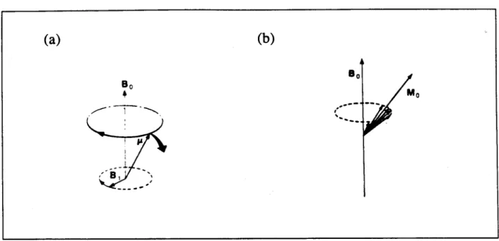 Fig. 1.7: (a) Efeito de li 1 (perpendicular a li o ) sobre a orienta~ao de ~; (b) agrupamento dos momentos magneticos nucleares devido a atua~ao de li 1 [12J.