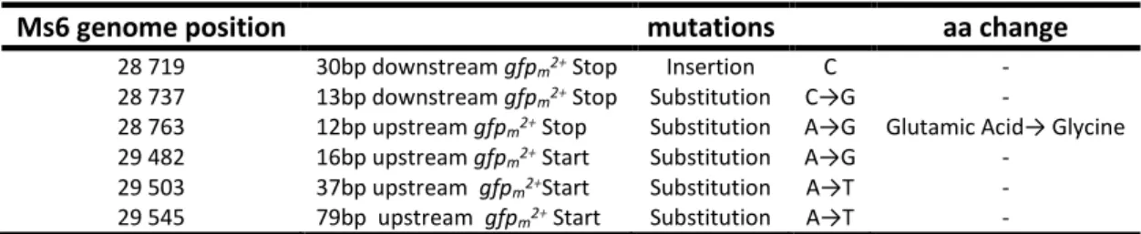 Table 4 – Detected mutations in the DNA sequence of the replaced segment in Ms6pin::gfp m 2+.