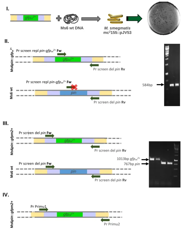 Figure  7  –  Schematic  representation  used  to  construct  and  purify  Ms6pin::gfp m 2+ 
